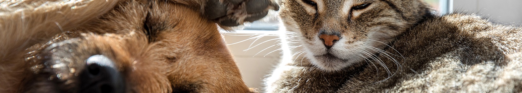 cão e gato lado a lado